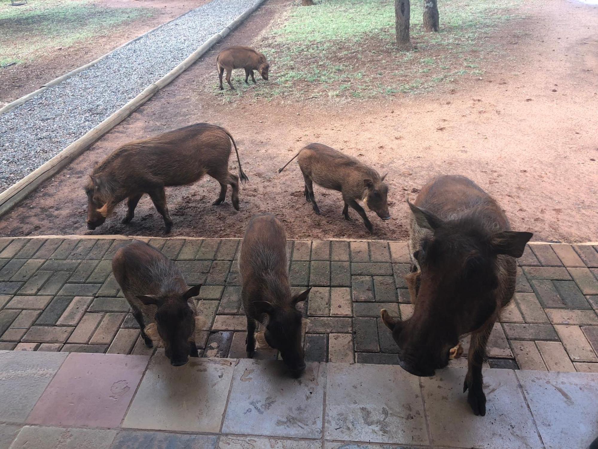 Makhato Bush Lodge 111 贝拉贝拉 外观 照片